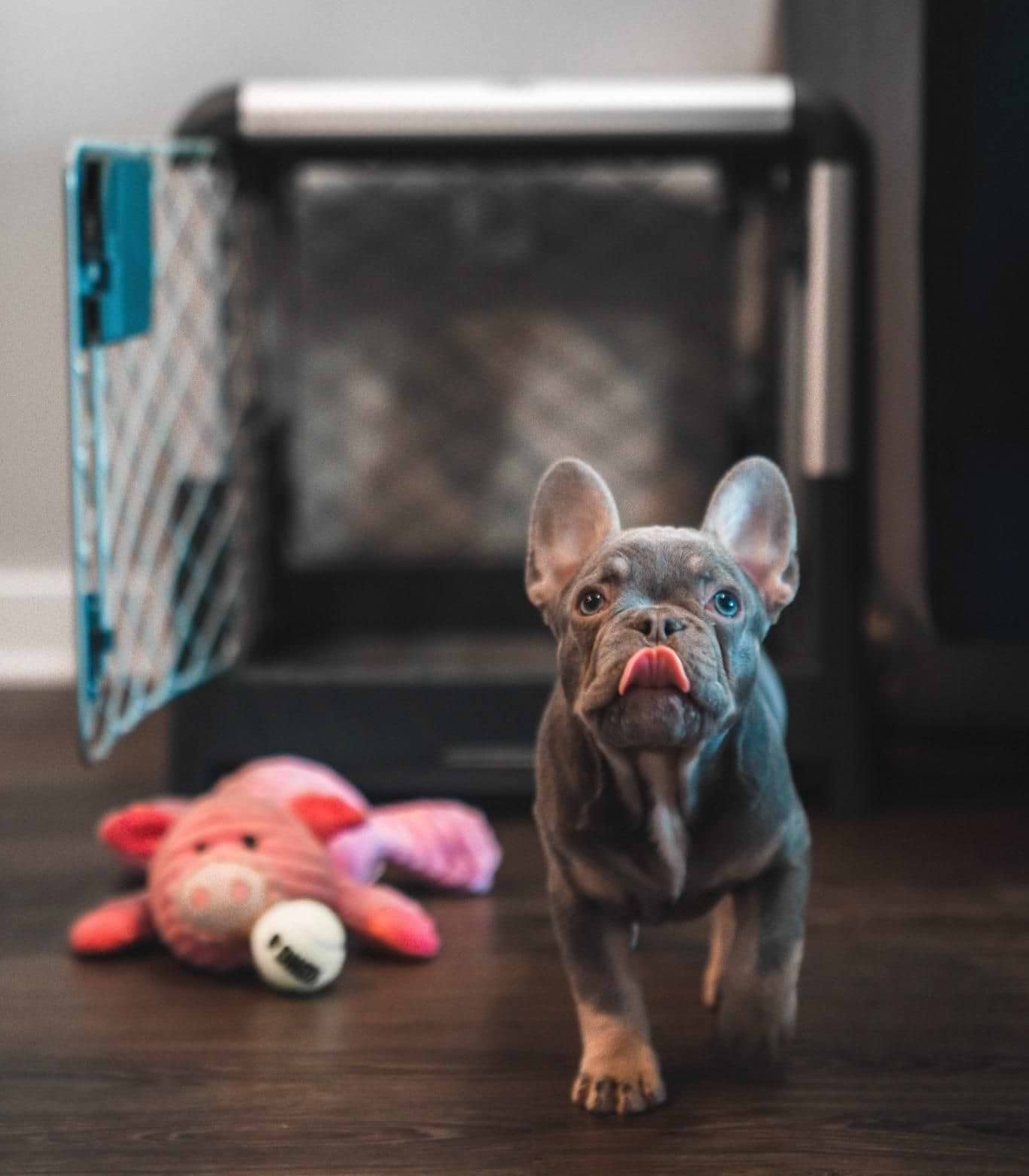  a small dog standing next to a stuffed animal in front of a Revol crate 