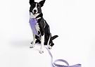 A black and white colored dog sitting down on a white floor wearing a Diggs Harness in Lilac with the leash and dispenser. 