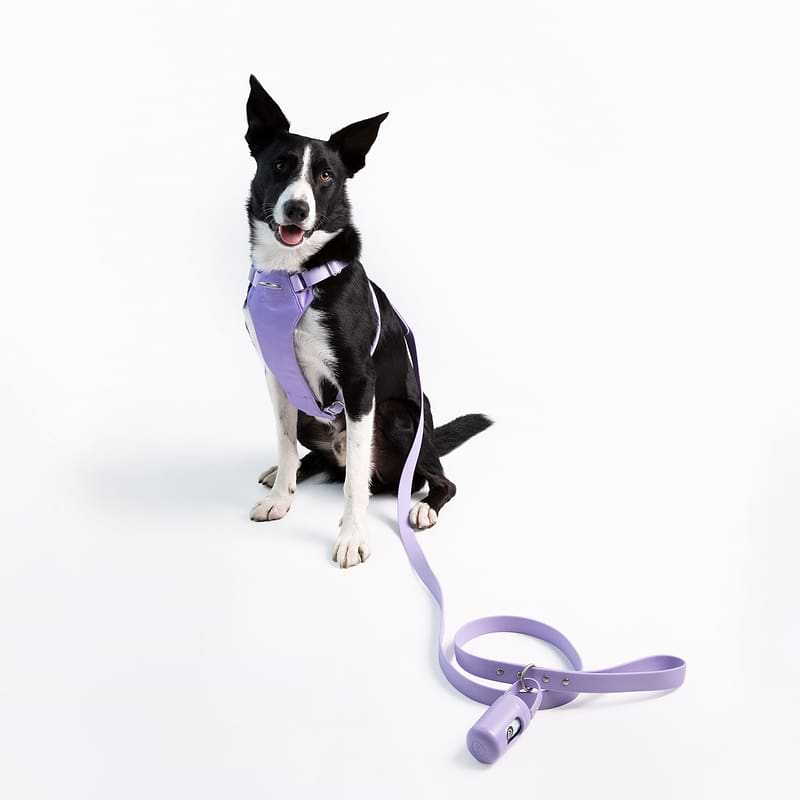 A black and white colored dog sitting down on a white floor wearing a Diggs Harness in Lilac with the leash and dispenser. 