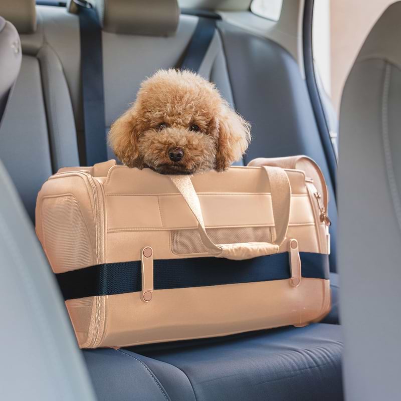 A dog sitting in a Passenger pet carrier bag in the back seat of a car