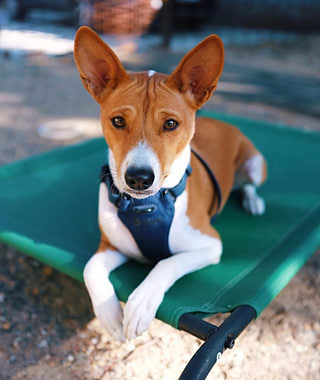 A brown and white dog wearing a navy blue harness