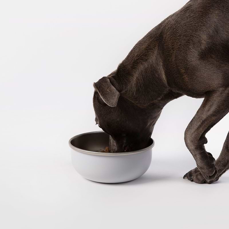 a brown dog eating out of a white bowl on a white surface