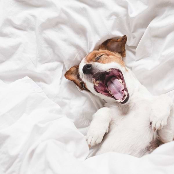 White and brown dog is yawning while laying on a white bedsheet
