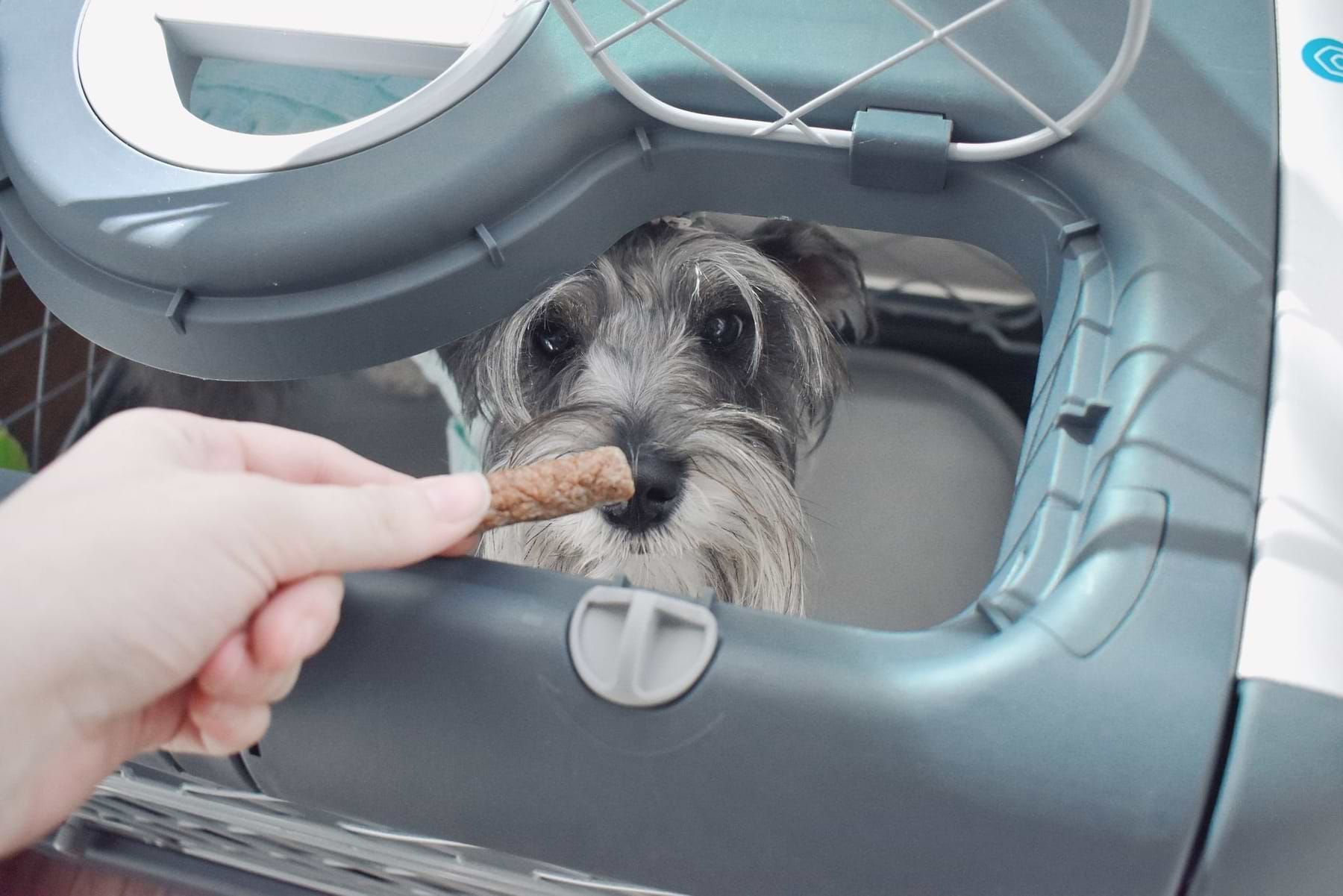  a person feeding a dog a piece of food through a Revol ceiling hatch 