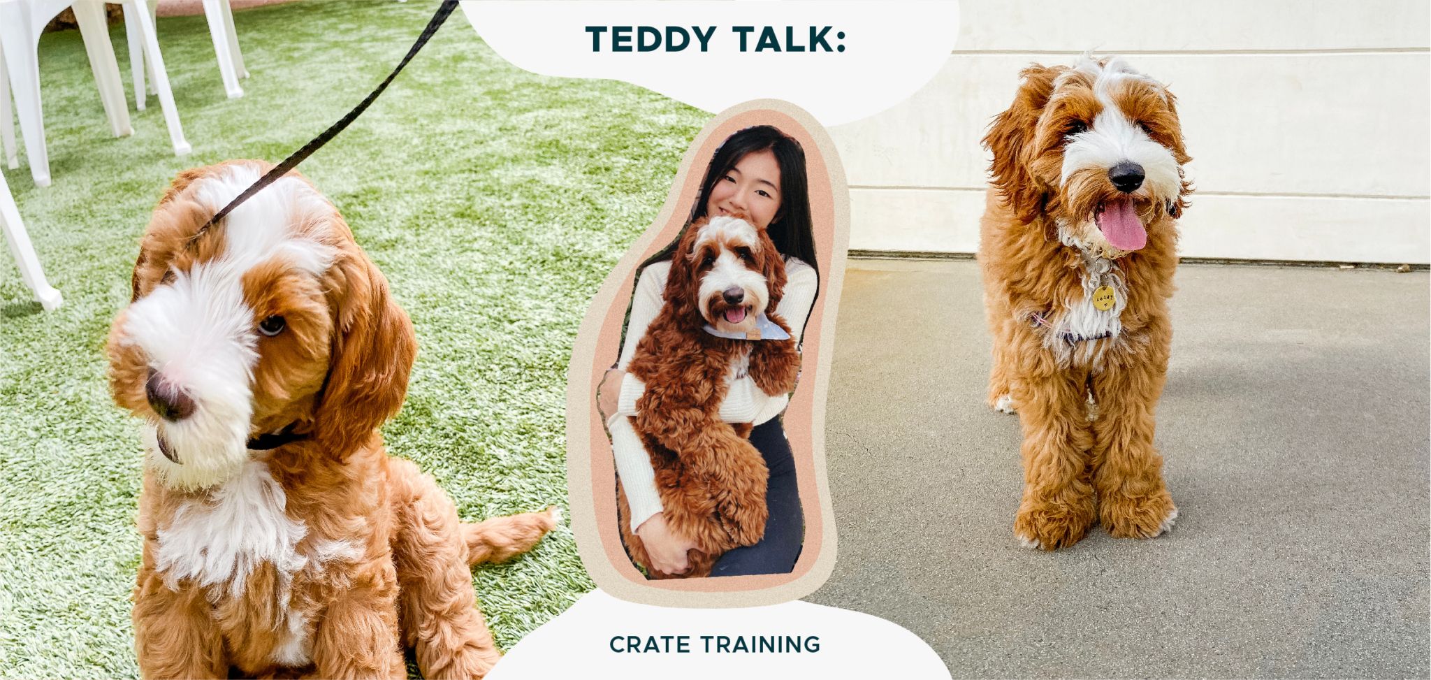 Teddy Talk How I Crate Trained My Doodle Diggs