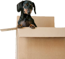  A dog peeping out of a cardboard box 