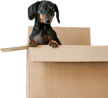 A dog peeping out of a cardboard box