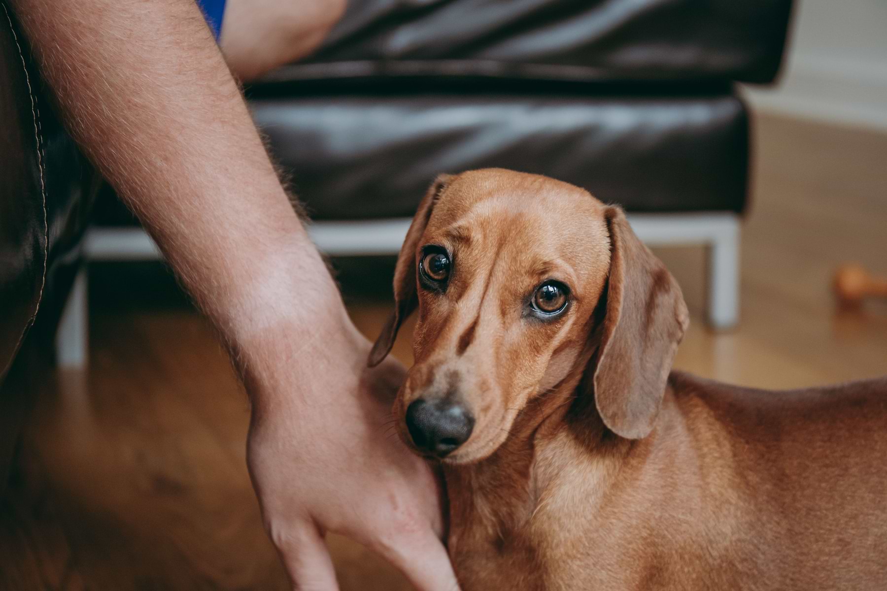 Pet sitting a dog discount that bites