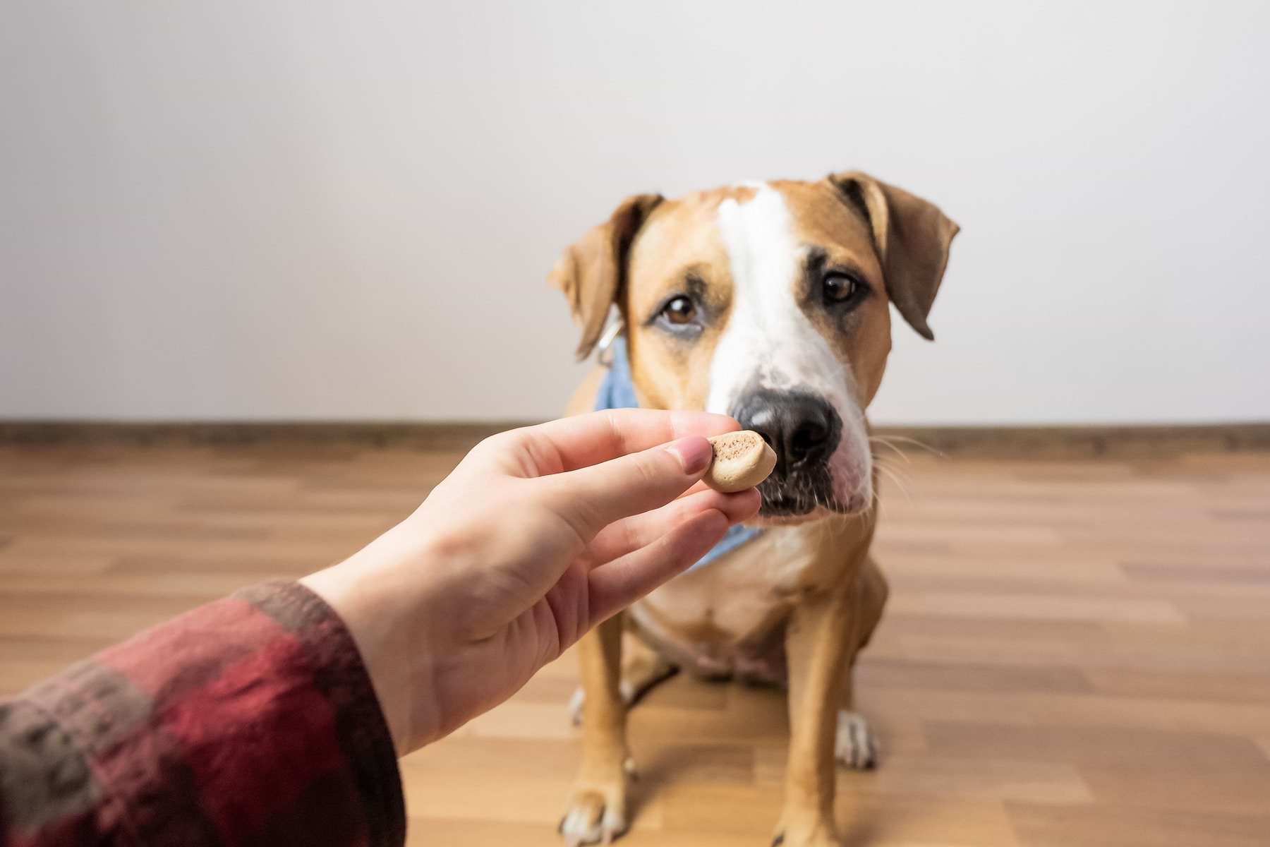  a person feeding a dog a piece of food 