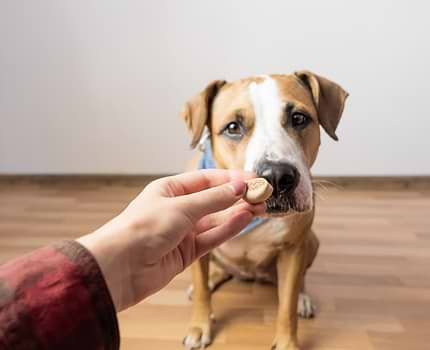  a person feeding a dog a piece of food 