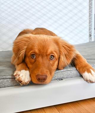  A brown dog laying on top of a Snooz crate pad 