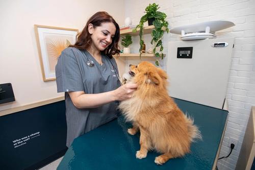A dog in a vet clinic being checked by a Vet.