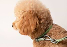 A side view photo of the dog while wearing a sage collar and a leash.