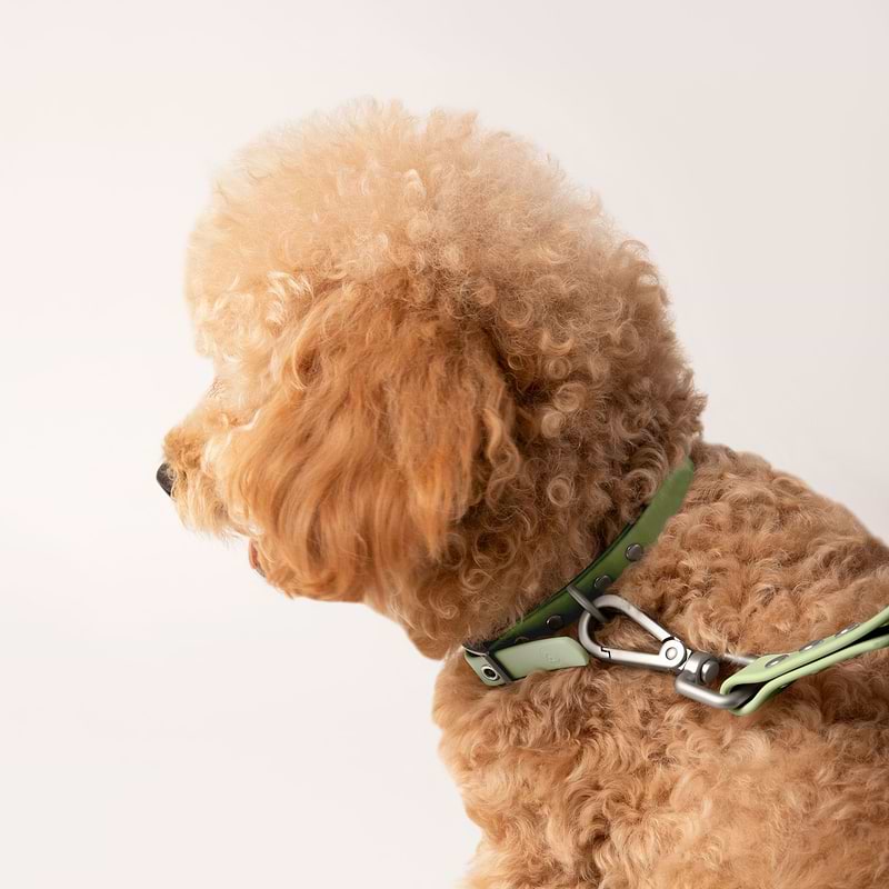 A side view photo of the dog while wearing a sage collar and a leash.