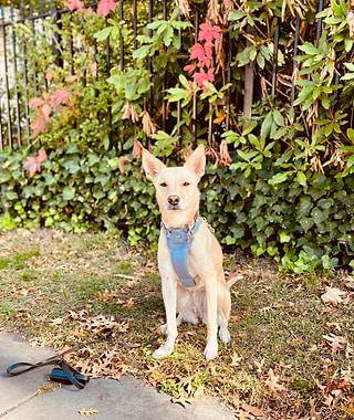  A small dog sitting on the ground in with a gray harness 