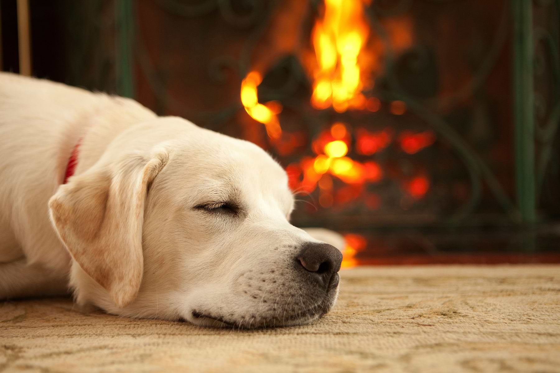  a white dog laying on the floor next to a fire place 