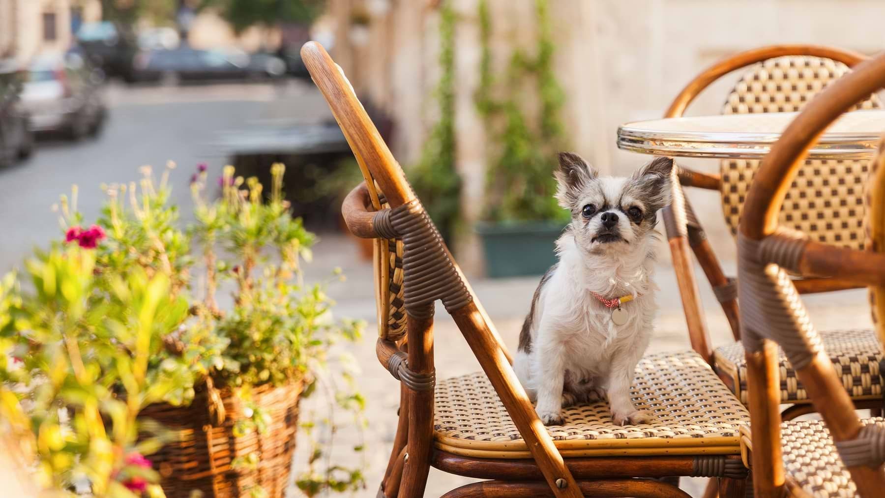  a small dog sitting on top of a wooden chair 