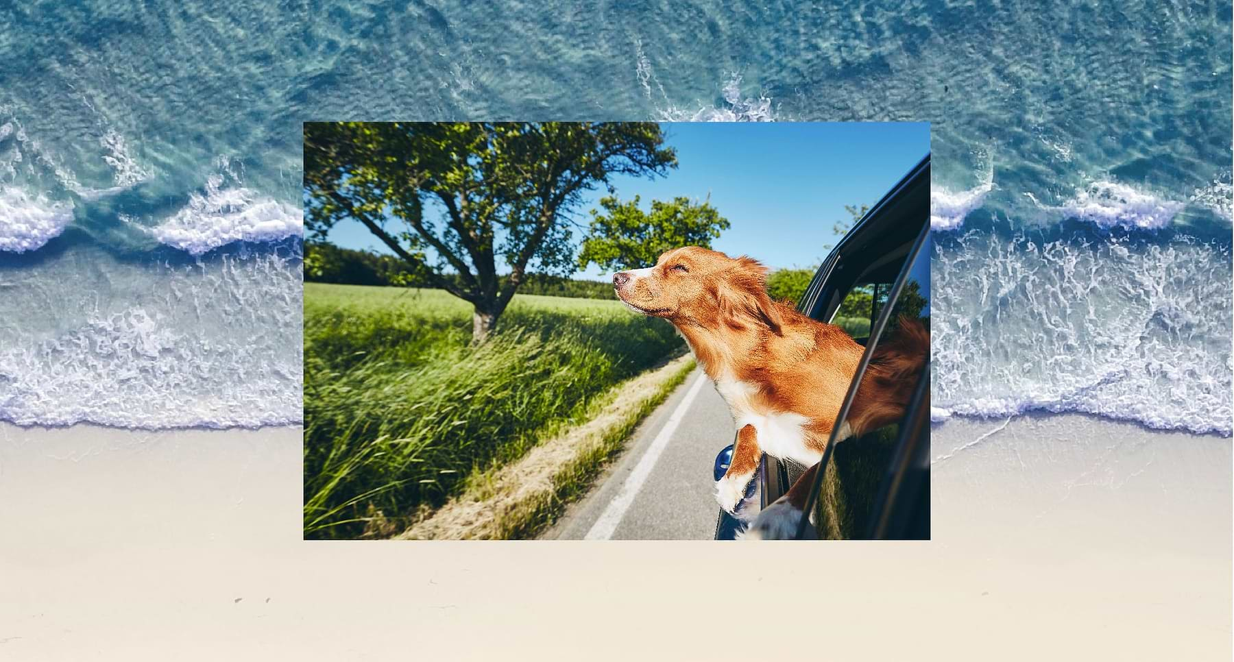  A photo of a dog showing his head out of the running car, smelling the fresh air. 