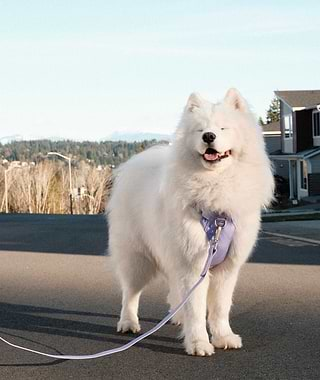  A white dog with a purple leash on a street 