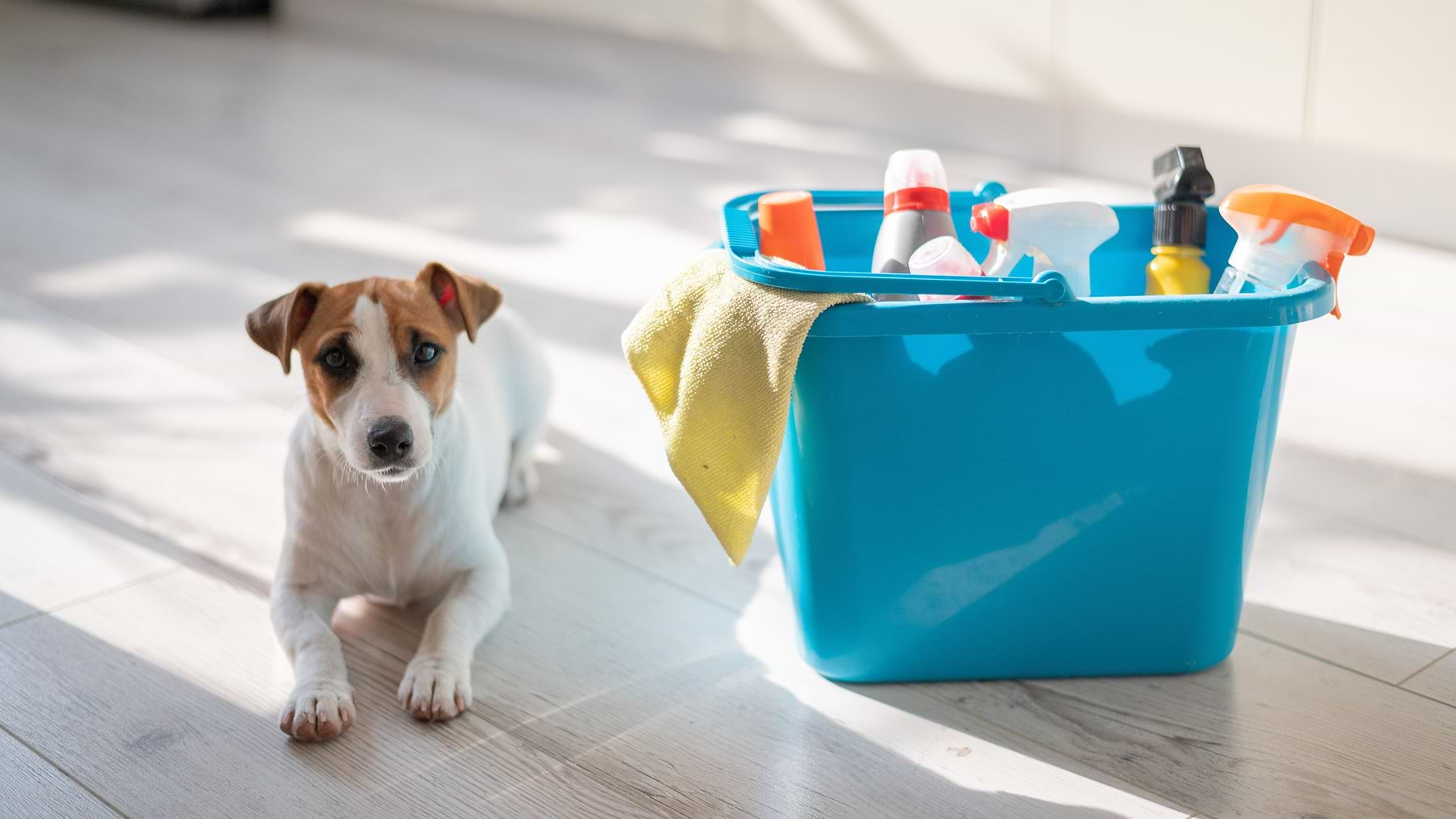  A brown and white dog sitting next to a blue cleaning container 