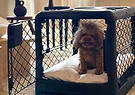 A cute puppy sitting on the Puppy divider inside the Revol Crate with the front door open.