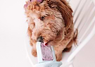  A furry brown colored dog wearing a ribbon on her head is licking the spread on the Diggs Groov training aid in Ice(light blue) color.   