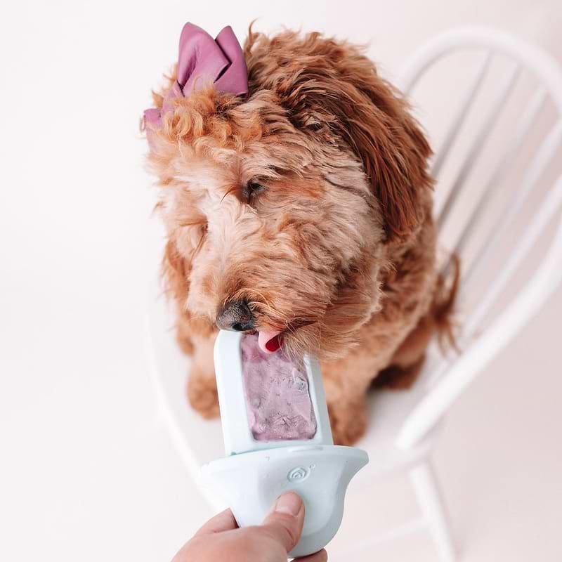 A furry brown colored dog wearing a ribbon on her head is licking the spread on the Diggs Groov training aid in Ice(light blue) color.  
