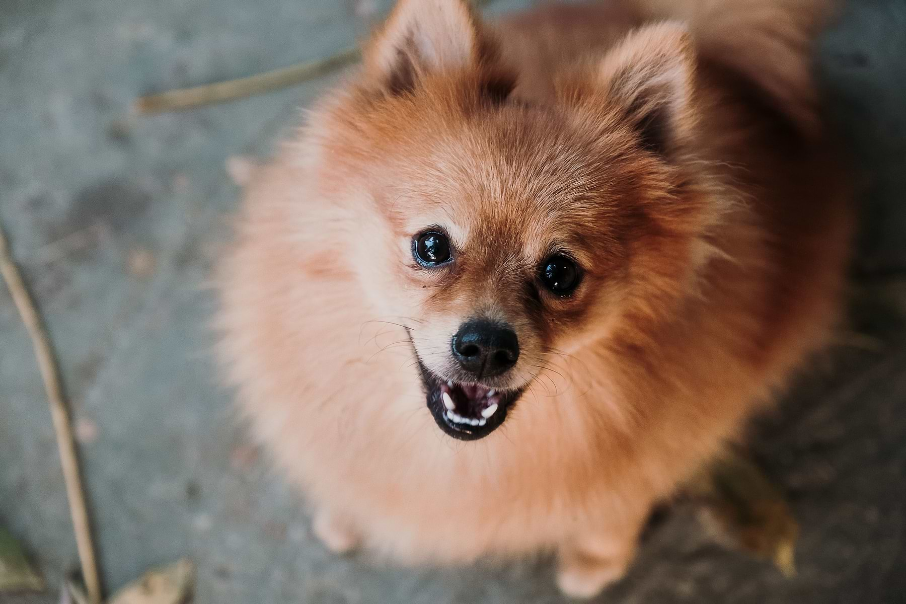  a small brown dog sitting on top of a cement floor looking up 