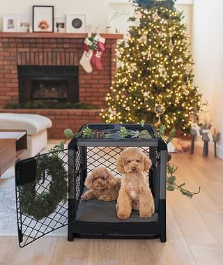 Two toy poodles in a black Revol crate in front of a Christmas tree