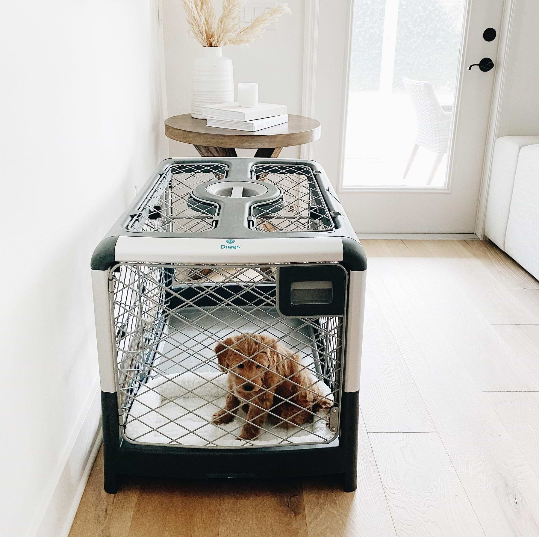  A tan puppy inside the Revol Crate in the living room set up. 