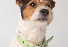 A white and brown colored dog is sitting down and wearing a Diggs collar in Sage (light green) color. 