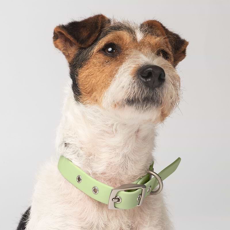 A white and brown colored dog is sitting down and wearing a Diggs collar in Sage (light green) color. 