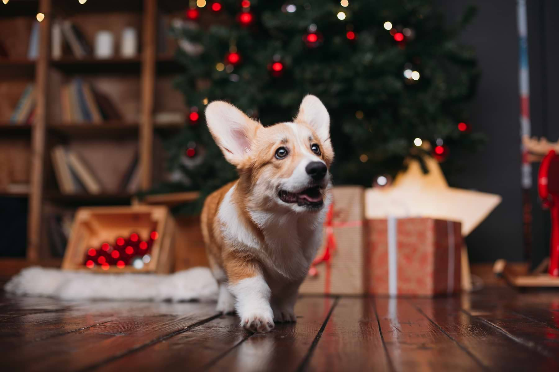  A Corgi walking away from the christmas tree. 