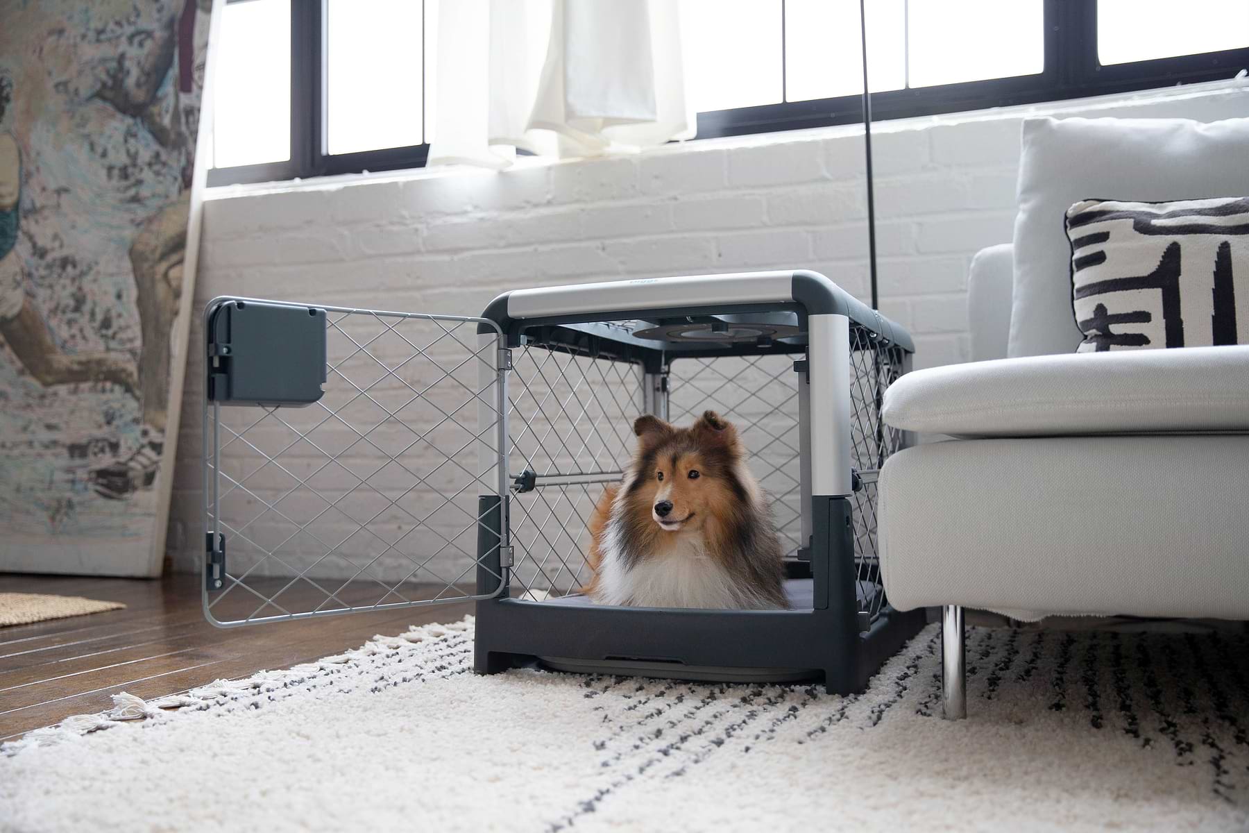 Crate training senior dog sale