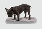  A black dog standing on top of a dog bed 