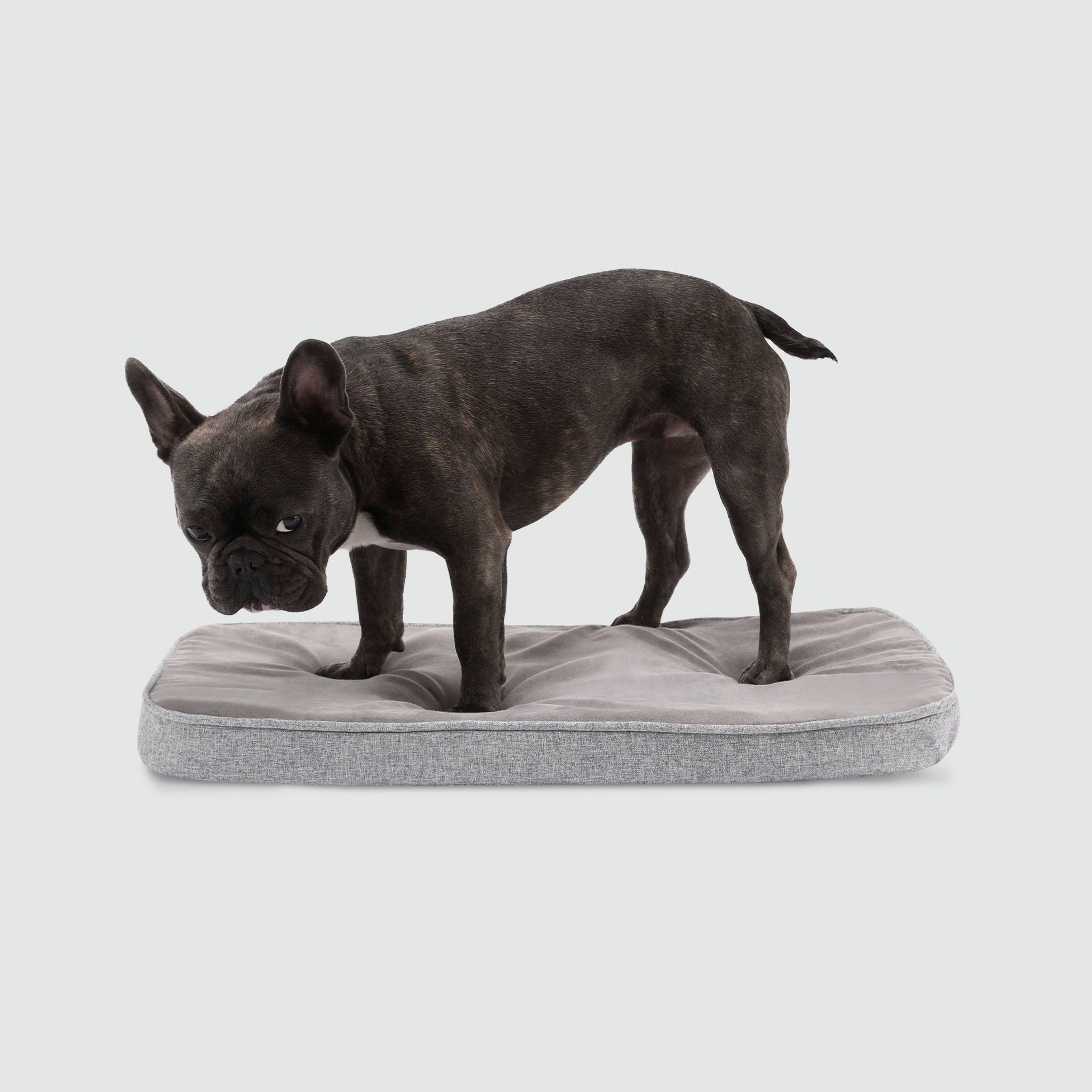 A black dog standing on top of a dog bed