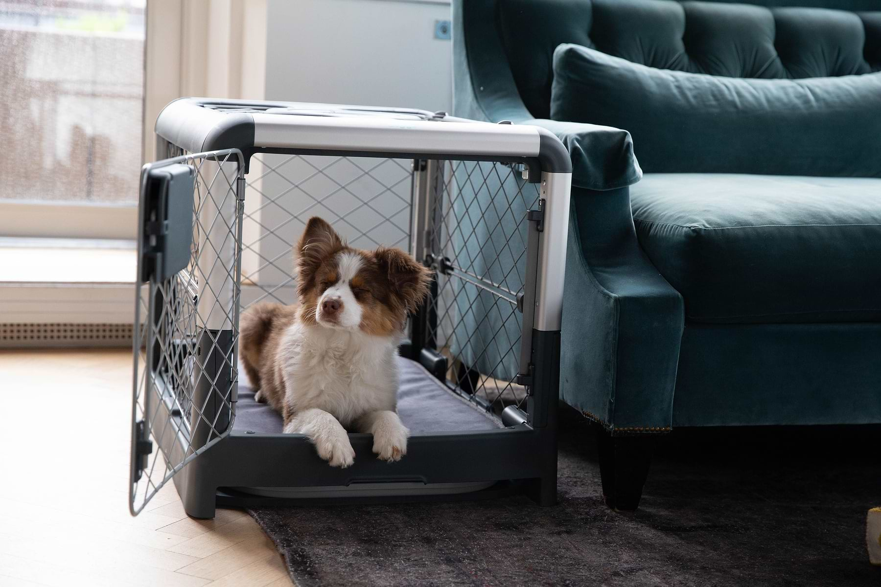  A Grey Revol Crate in the living room with a dog inside closes his eyes while lying on the grey Snooz pad. 