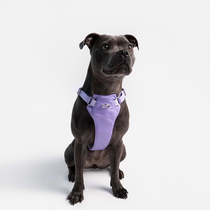 A dark brown dog sitting down and wearing a Diggs harness in Lilac color. 