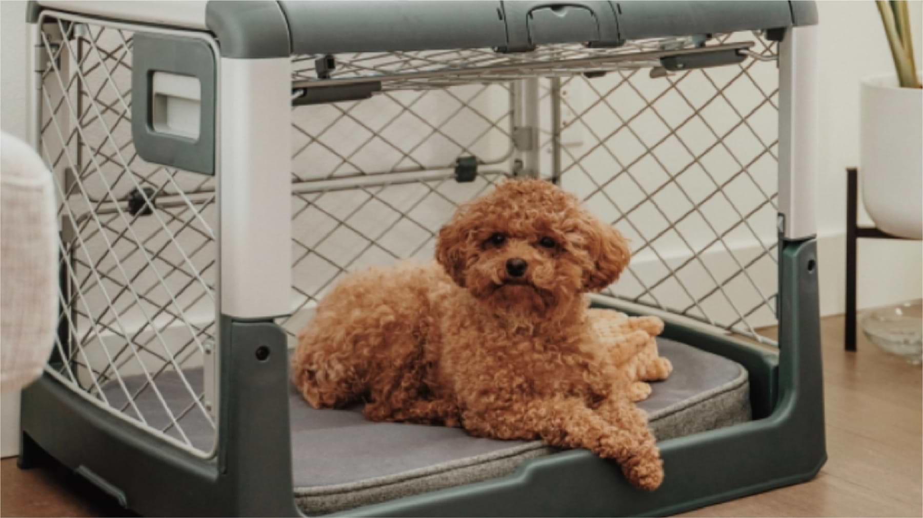  a small brown dog laying in a crate 