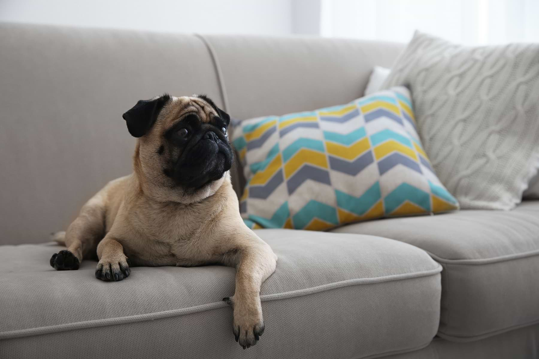  A brown and black colored pug dog is lying on a tan couch.  