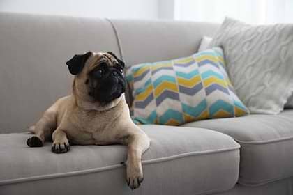 A brown and black colored pug dog is lying on a tan couch. 