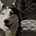  A husky dog standing in front of a dog crate 