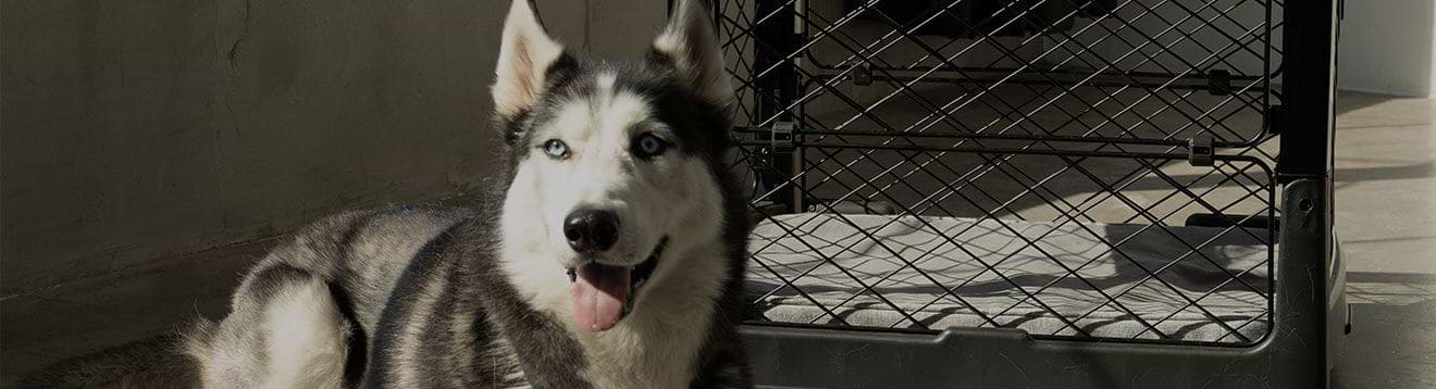 A husky dog standing in front of a dog crate
