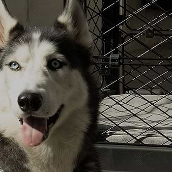 A husky dog standing in front of a dog crate
