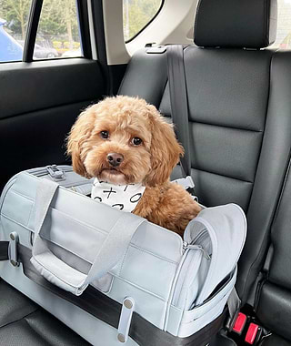  Dog in Slate Passenger fastened into a seatbelt in a vehicle 