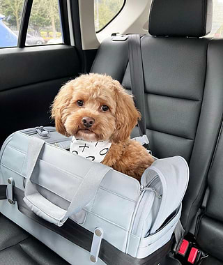 Dog in Slate Passenger fastened into a seatbelt in a vehicle