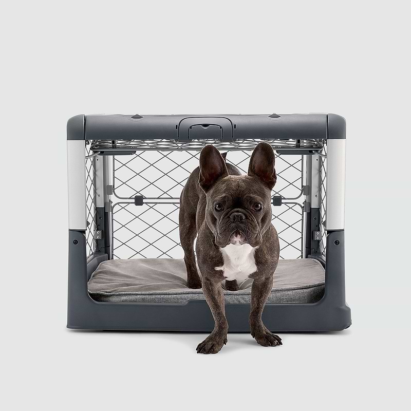 A dog standing in front of a dog crate