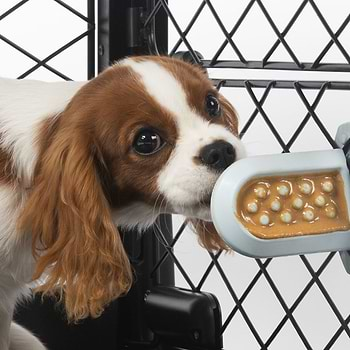  A brown and white dog eating out of a bowl 