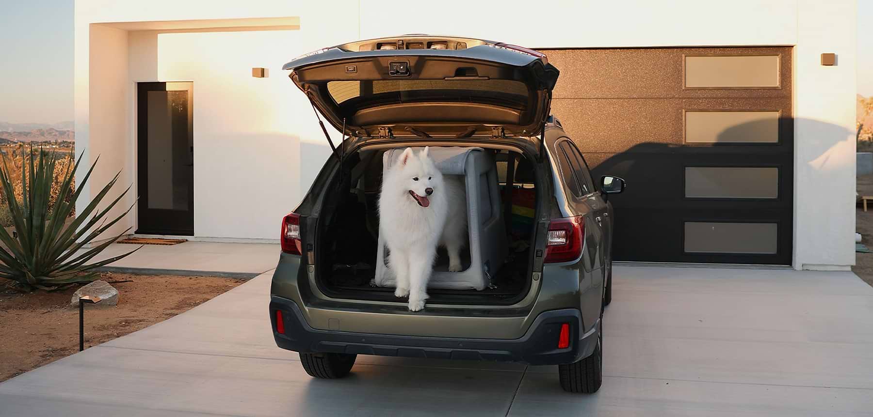Samoyed standing in Enventur Travel Kennel in the trunk of a Subaru