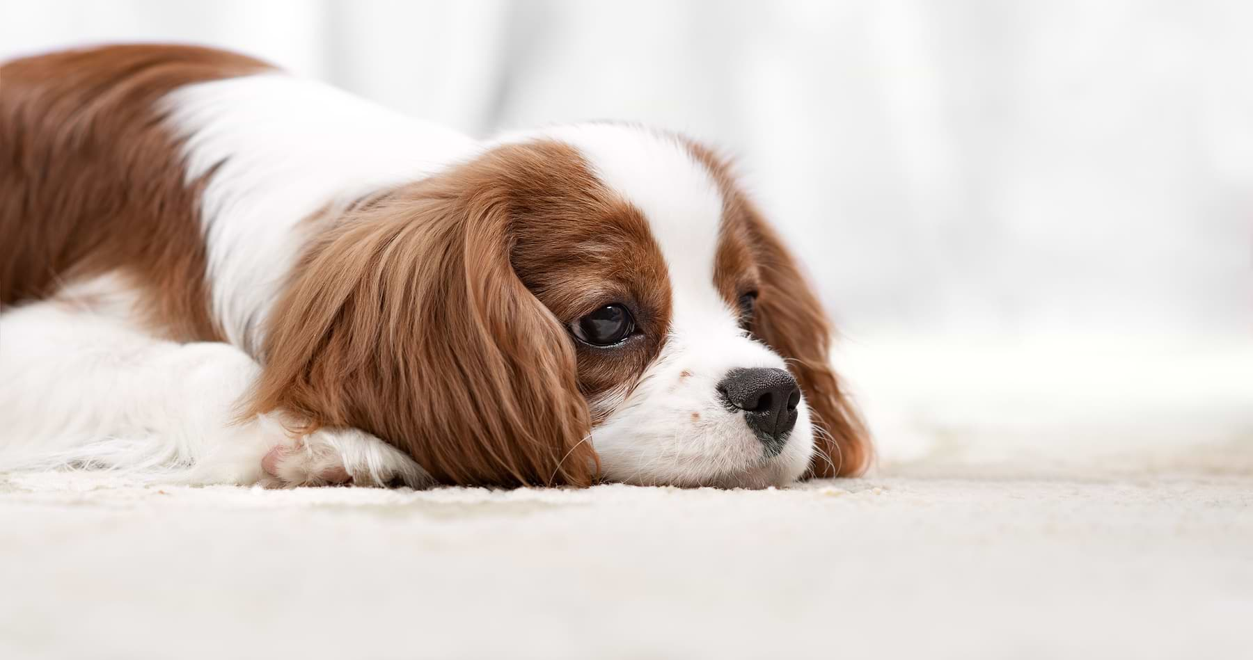  a small brown and white dog laying on the floor 